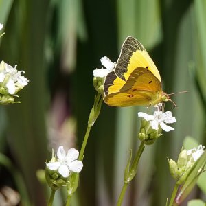 Sulfur Schmetterling