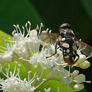 Hoverfly