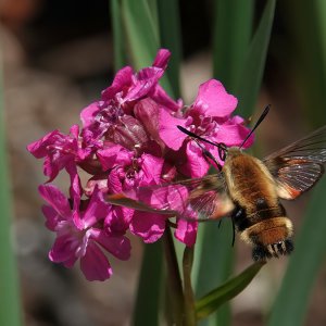 Clearwing Moth