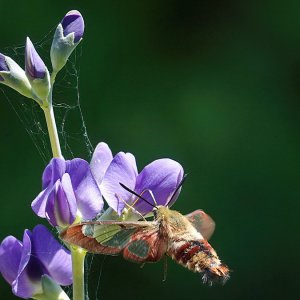 Hummingbird Moth