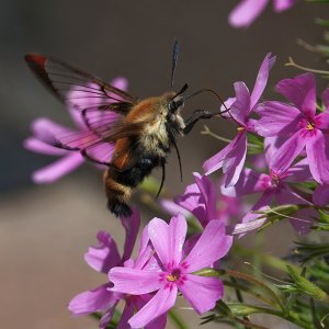 Hummingbird Motte