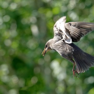 Starling