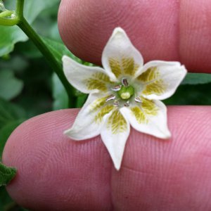 Sugarbird F3 Blüte