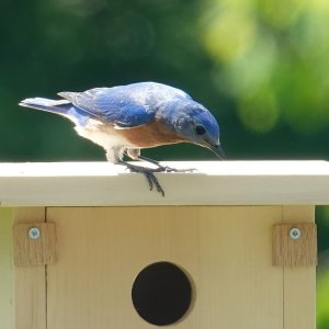 Bluebird Box