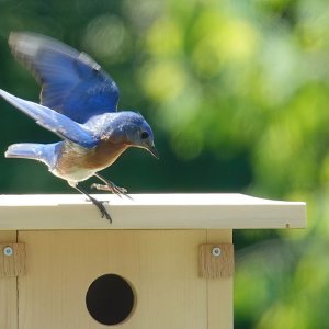 Bluebird Box