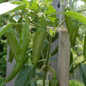 Yellow Jalapeno