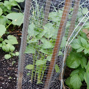 Tomatillo