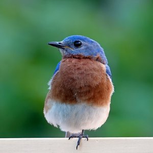 Bluebird