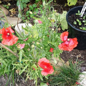 Klatschmohn