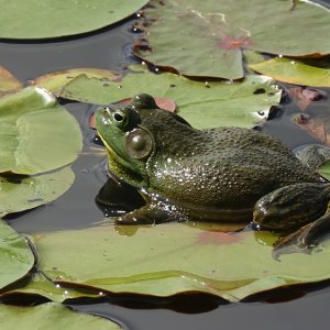 Ochsenfrosch