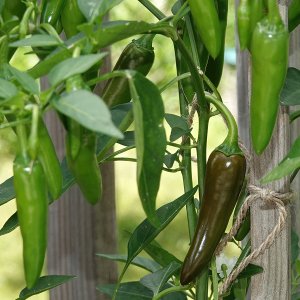 Not Yellow Jalapeno