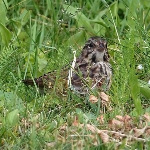 Song Sparrow