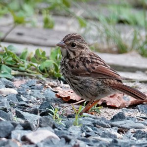 Song Sparrow