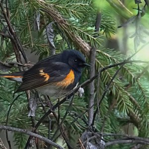 American redstart warbler_Schnäpperwaldsänger.jpg