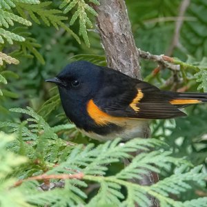 American redstart warbler_Schnäpperwaldsänger.jpg