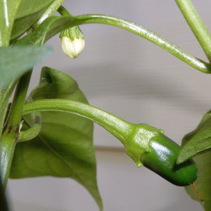 Jalapeno Craig