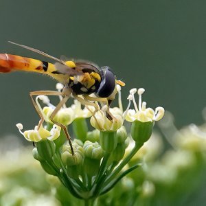 Schwebfliege