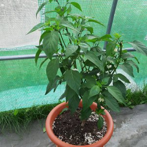 Jalapeno1 9.7.