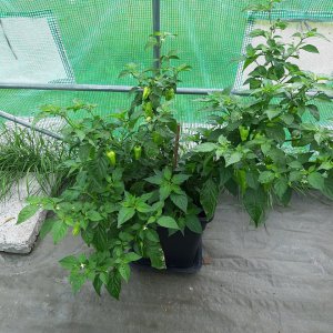 Bhut Jolokia1 9.7.