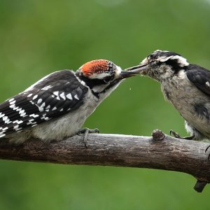 Vater fuettert Sohn