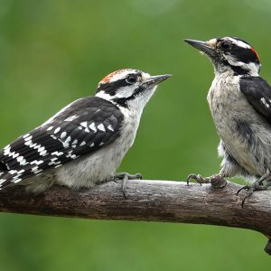 Vater Specht und Sohn