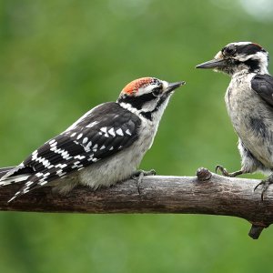 Vater Specht und Sohn