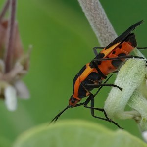 Large Milkweed Bug