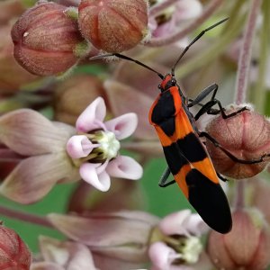 Large Milkweed Bug