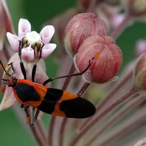 Large Milkweed Bug