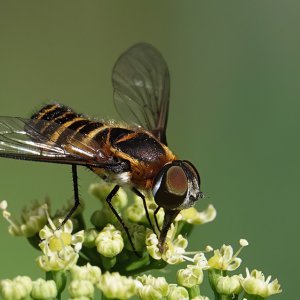 Villa bee fly