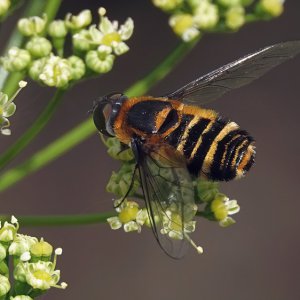 Villa bee fly