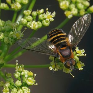 Villa bee fly