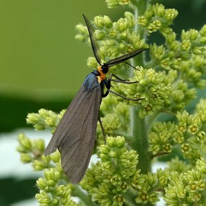 virginia ctenucha