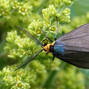 virginia ctenucha