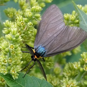 virginia ctenucha