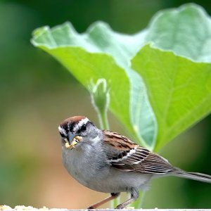 Chipping Sparrow