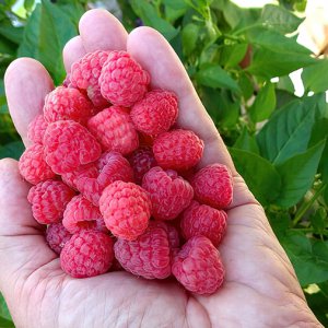 Himbeeren