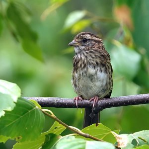 Song Sparrow