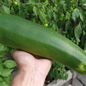 Zucchini