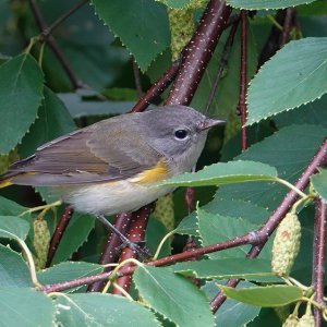 American Redstart female