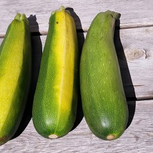 Zucchini