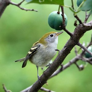 Chestnut-sided warbler