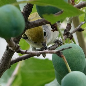 Chestnut-sided warbler