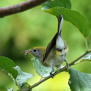 Chestnut-sided warbler