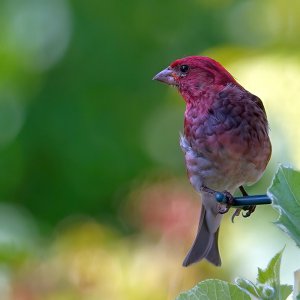 Purple Finch