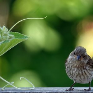 Purple Finch female