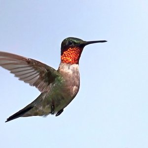 Hummingbird