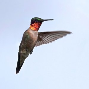 Hummingbird