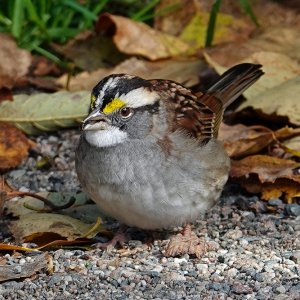 White-throated sparrow