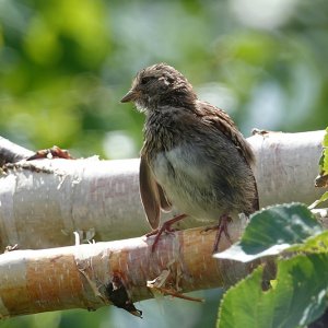 Spatz auf Birke